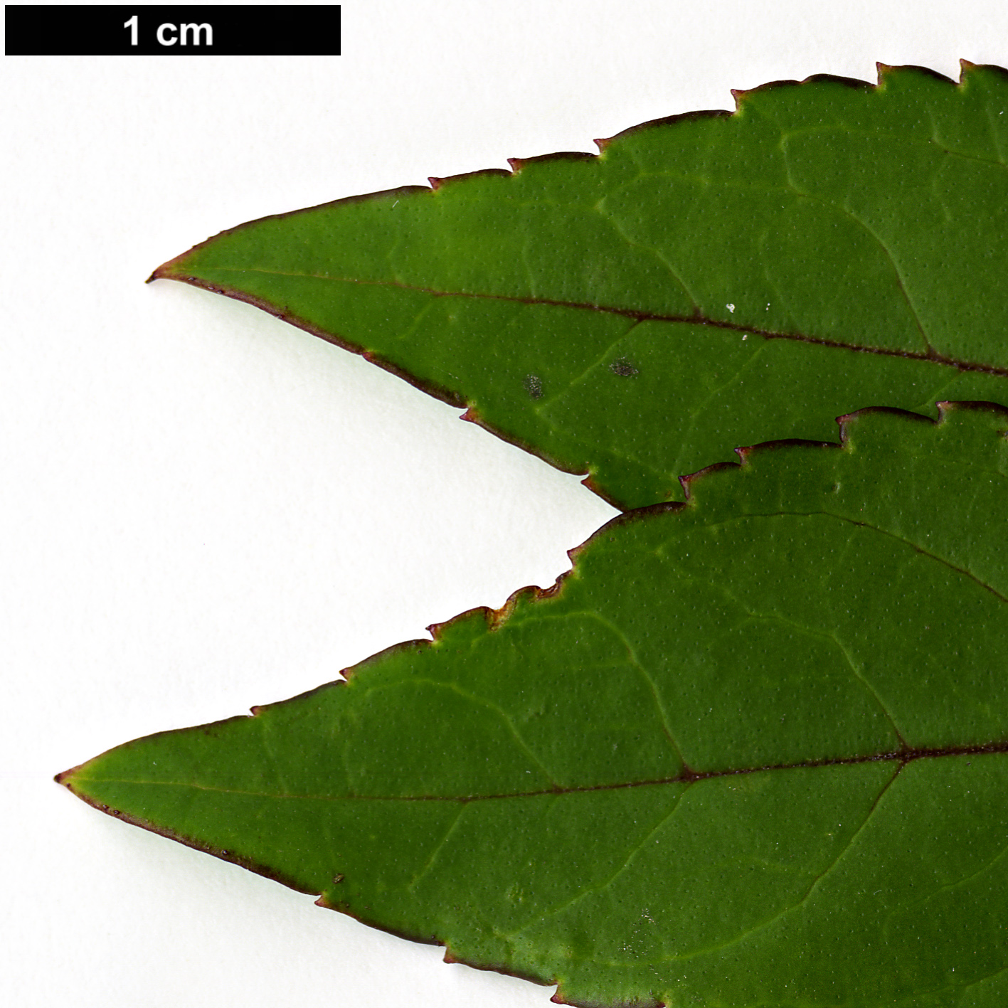 High resolution image: Family: Oleaceae - Genus: Forsythia - Taxon: suspensa - SpeciesSub: var. sieboldii